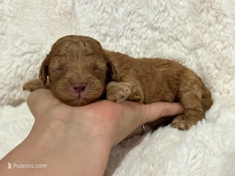 Ralphie – Cavapoo puppy for sale in Campbellsville, KY