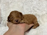 Rufus, a male Cavapoo for sale in Campbellsville, KY – 3 of 5
