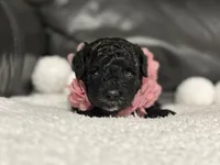 Luvie , a female Cavapoo for sale in Campbellsville, KY – 3 of 9