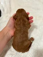 Bria, a female Cavapoo for sale in Campbellsville, KY – 4 of 4