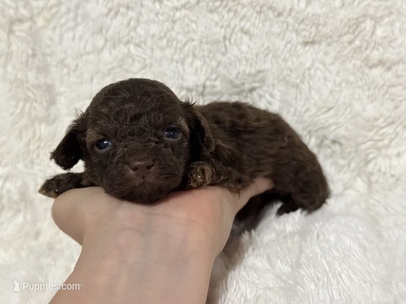 Loki – Poodle - Toy  puppy for sale in Campbellsville, KY