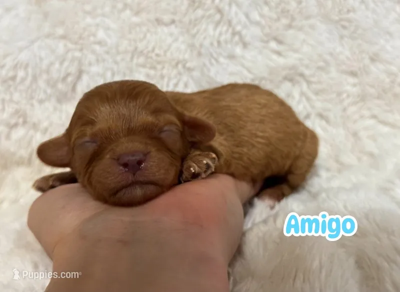 Amigo – Cavapoo puppy for sale in Campbellsville, KY