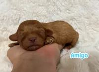 Amigo, a male Cavapoo for sale in Campbellsville, KY – 1 of 6