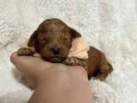 Rosie, a female Cavapoo for sale in Campbellsville, KY – 2 of 3