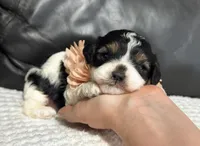 Ensley , a female Cavapoo for sale in Campbellsville, KY – Photo 2 of 6