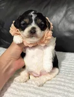 Ensley , a female Cavapoo for sale in Campbellsville, KY – Photo 5 of 6