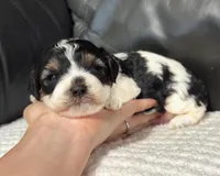 Ensley , a female Cavapoo for sale in Campbellsville, KY – Photo 3 of 6