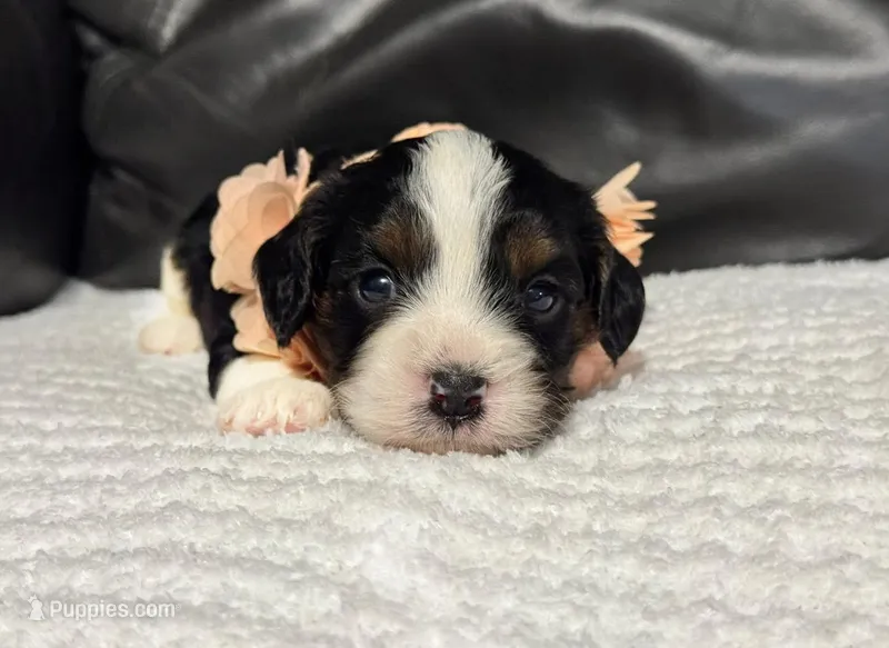 Minnie – Cavapoo puppy for sale in Campbellsville, KY