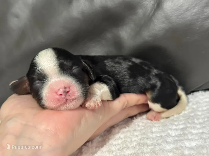 Minnie – Cavapoo puppy for sale in Campbellsville, KY