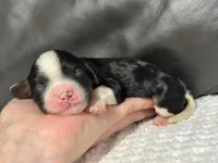 Minnie, a female Cavapoo for sale in Campbellsville, KY – Photo 1 of 5