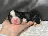 Minnie, a female Cavapoo for sale in Campbellsville, KY – Photo 3 of 5