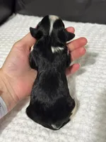 Minnie, a female Cavapoo for sale in Campbellsville, KY – Photo 5 of 5