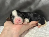 Minnie, a female Cavapoo for sale in Campbellsville, KY – Photo 4 of 5