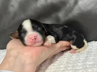 Minnie, a female Cavapoo for sale in Campbellsville, KY – Photo 2 of 5