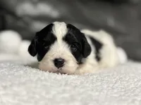 Livia, a female Cavapoo for sale in Campbellsville, KY – 2 of 7