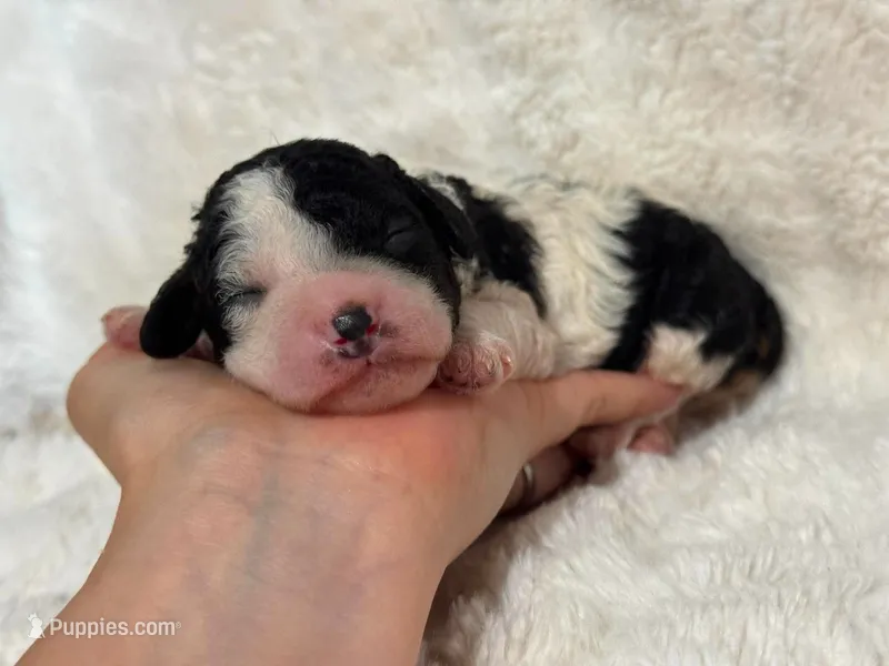 Heidi – Cavapoo puppy for sale in Campbellsville, KY