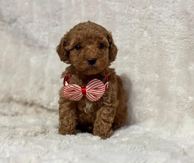 Ralphie – Cavapoo puppy for sale in Campbellsville, KY