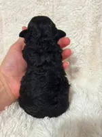 Boone , a male Poodle - Toy  for sale in Campbellsville, KY – 2 of 2