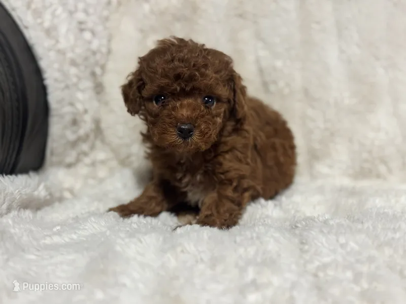 Rosie – Poodle - Toy  puppy for sale in Campbellsville, KY