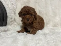 Rosie, a female Poodle - Toy  for sale in Campbellsville, KY – 1 of 5
