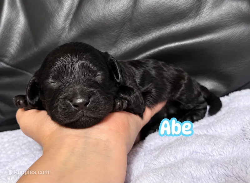 Abe – Cavapoo puppy for sale in Campbellsville, KY