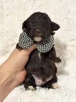 Bodhi (chocolate), a female Poodle - Toy  for sale in Campbellsville, KY – 3 of 5