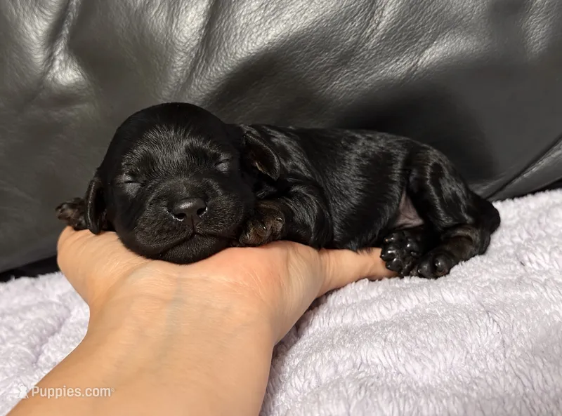 Anchor – Cavapoo puppy for sale in Campbellsville, KY