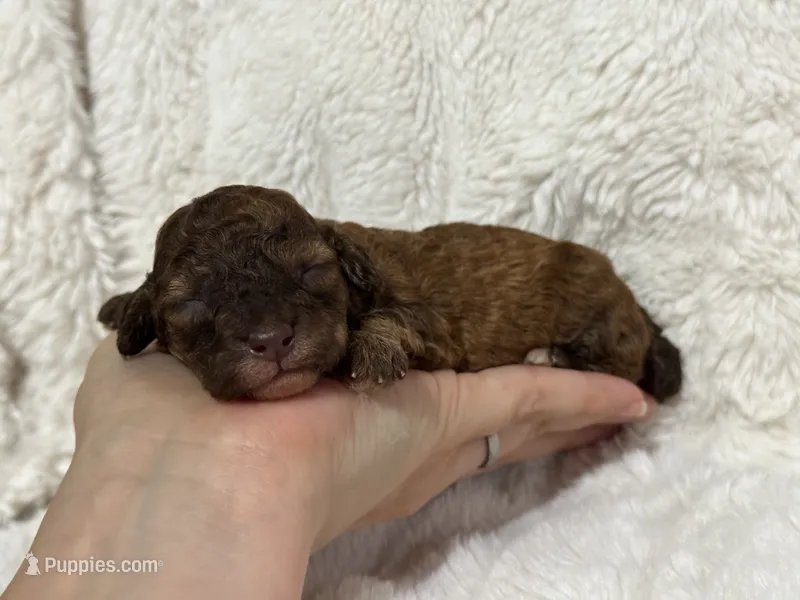 Benji – Poodle - Toy  puppy for sale in Campbellsville, KY
