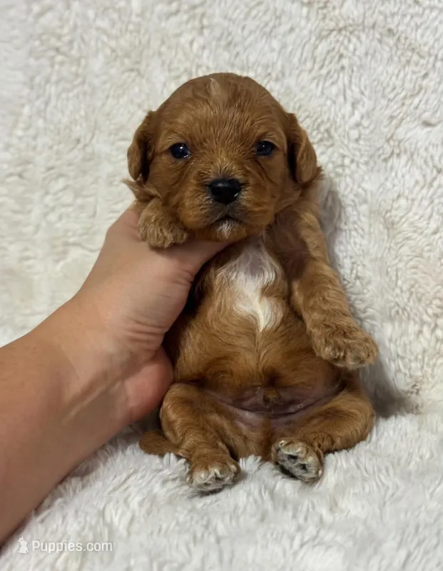 Atlas  – Cavapoo puppy for sale in Campbellsville, KY