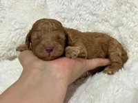 Ralphie, a male Cavapoo for sale in Campbellsville, KY – 4 of 5