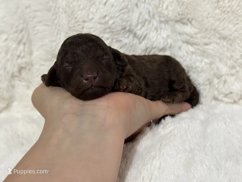 Elsie – Poodle - Toy  puppy for sale in Campbellsville, KY