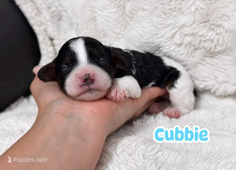 Cubbie – Cavapoo puppy for sale in Campbellsville, KY