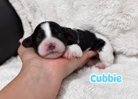 Cubbie, a male Cavapoo for sale in Campbellsville, KY – 1 of 7
