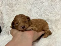 Rufus, a male Cavapoo for sale in Campbellsville, KY – 4 of 5