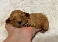 Axel, a male Cavapoo for sale in Campbellsville, KY – 2 of 5