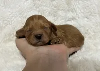 Abe, a male Cavapoo for sale in Campbellsville, KY – 1 of 5