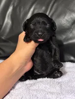 Abe, a male Cavapoo for sale in Campbellsville, KY – 4 of 4