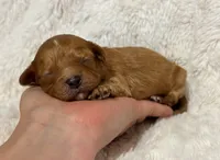 Atlas , a male Cavapoo for sale in Campbellsville, KY – 2 of 8
