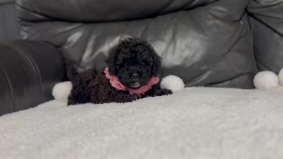 Luvie , a female Cavapoo for sale in Campbellsville, KY – 5 of 5