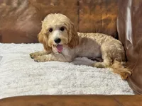 Teddy, a male Cavapoo for sale in Campbellsville, KY – 3 of 5