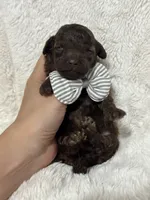 Benny (chocolate), a male Poodle - Toy  for sale in Campbellsville, KY – 4 of 5