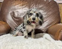 Shadow, a male Cavapoo for sale in Campbellsville, KY – 3 of 5