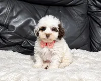 Koda, a male Poodle - Toy  for sale in Campbellsville, KY – 3 of 6