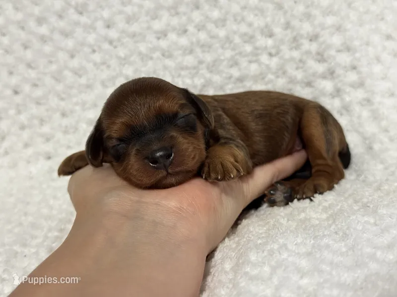 Chase – Cavapoo puppy for sale in Campbellsville, KY