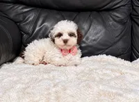 Koda, a male Poodle - Toy  for sale in Campbellsville, KY – 5 of 6