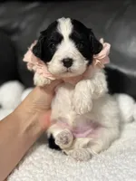 Livia, a female Cavapoo for sale in Campbellsville, KY – 7 of 7