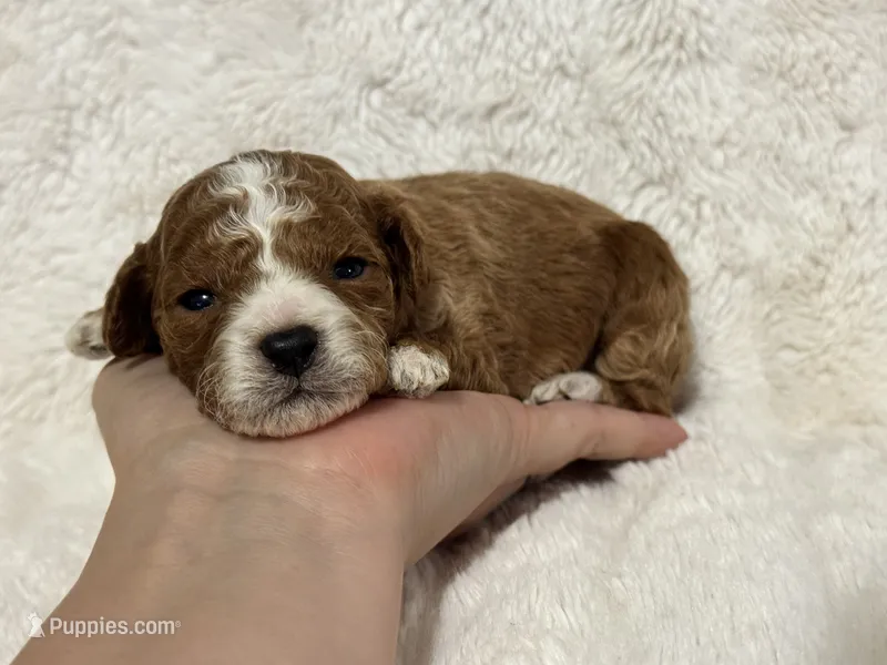 Teddy – Poodle - Toy  puppy for sale in Campbellsville, KY