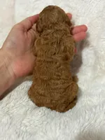 Ralphie, a male Cavapoo for sale in Campbellsville, KY – 5 of 5