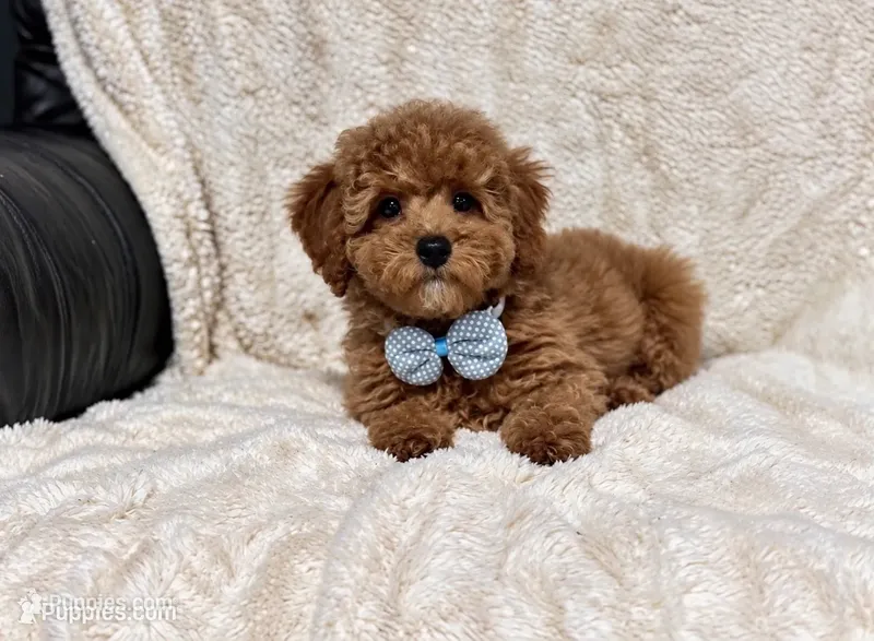 AKC Teddy – Poodle - Miniature  puppy for sale in Campbellsville, KY