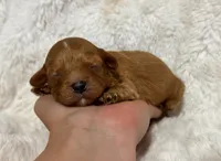 Atlas , a male Cavapoo for sale in Campbellsville, KY – 4 of 8
